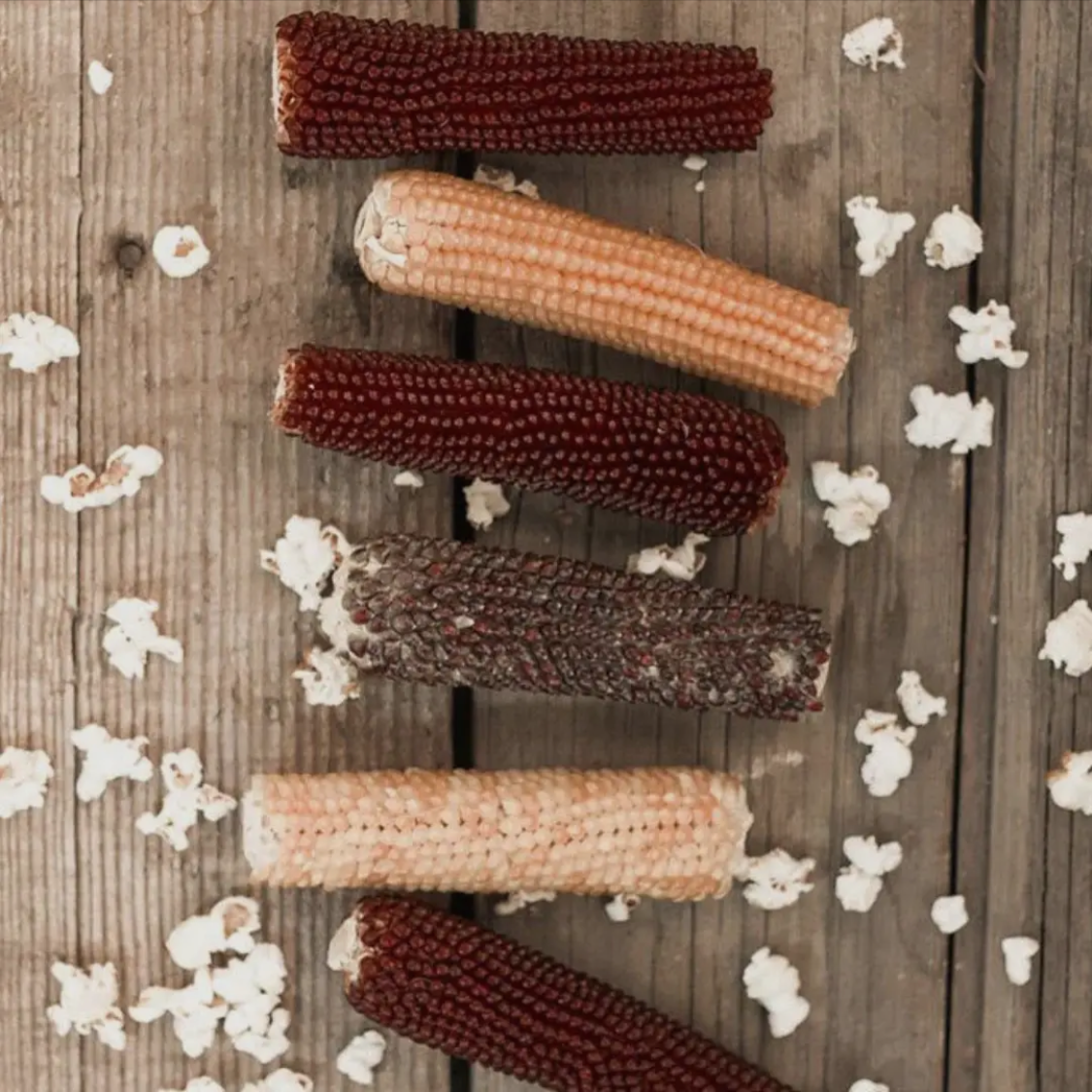 Microwave Popcorn on the Cob