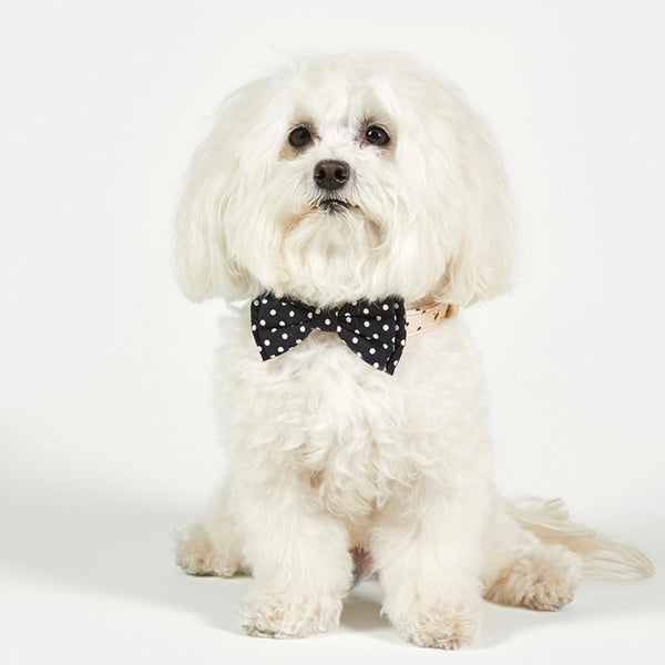 Pet Bow Tie - Black Polka Dot